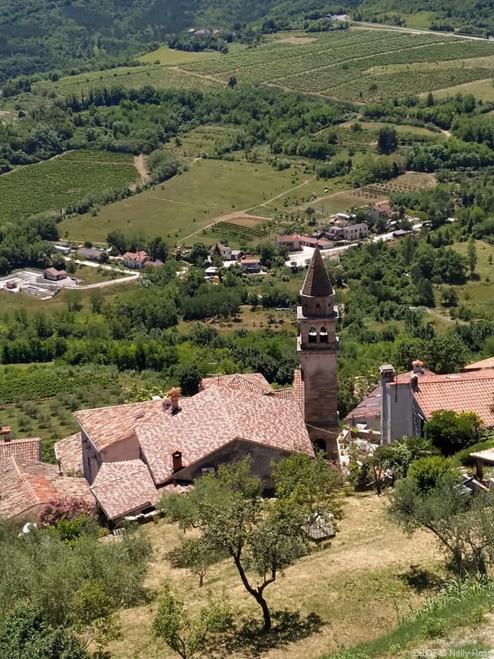 motovun vue sur les vignes depuis les hauteurs(1)