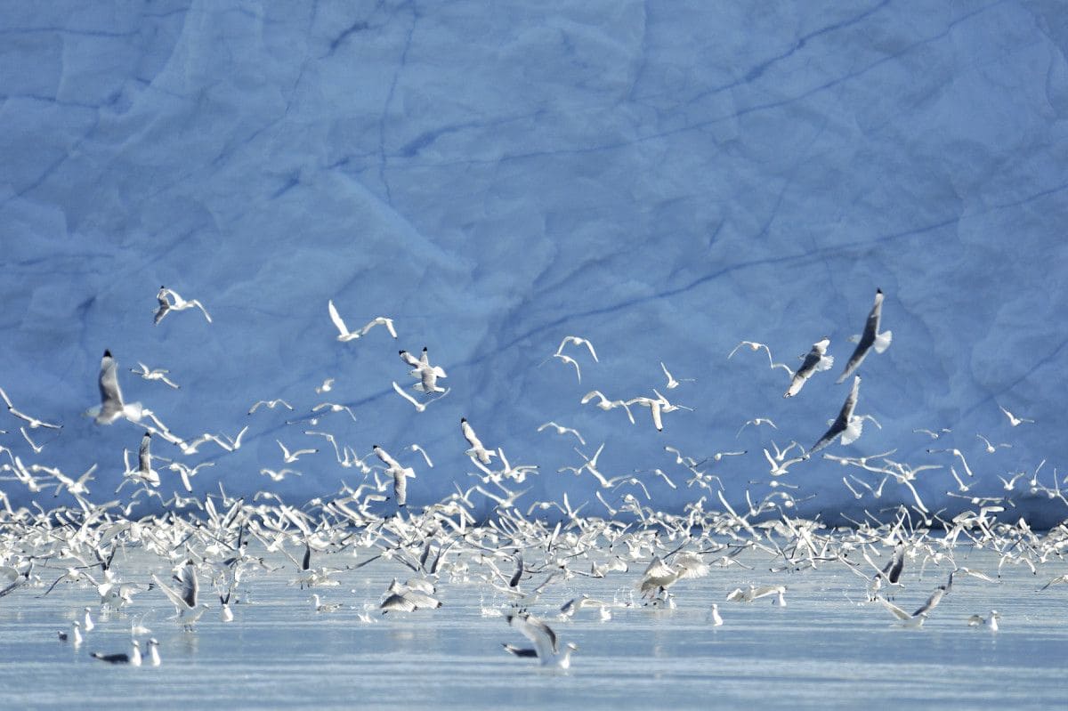 oiseaux migrateurs en islande