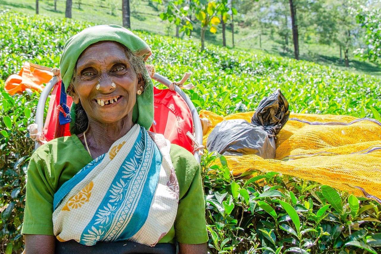 nuwara eliya cueillette du the sri lanka (1)