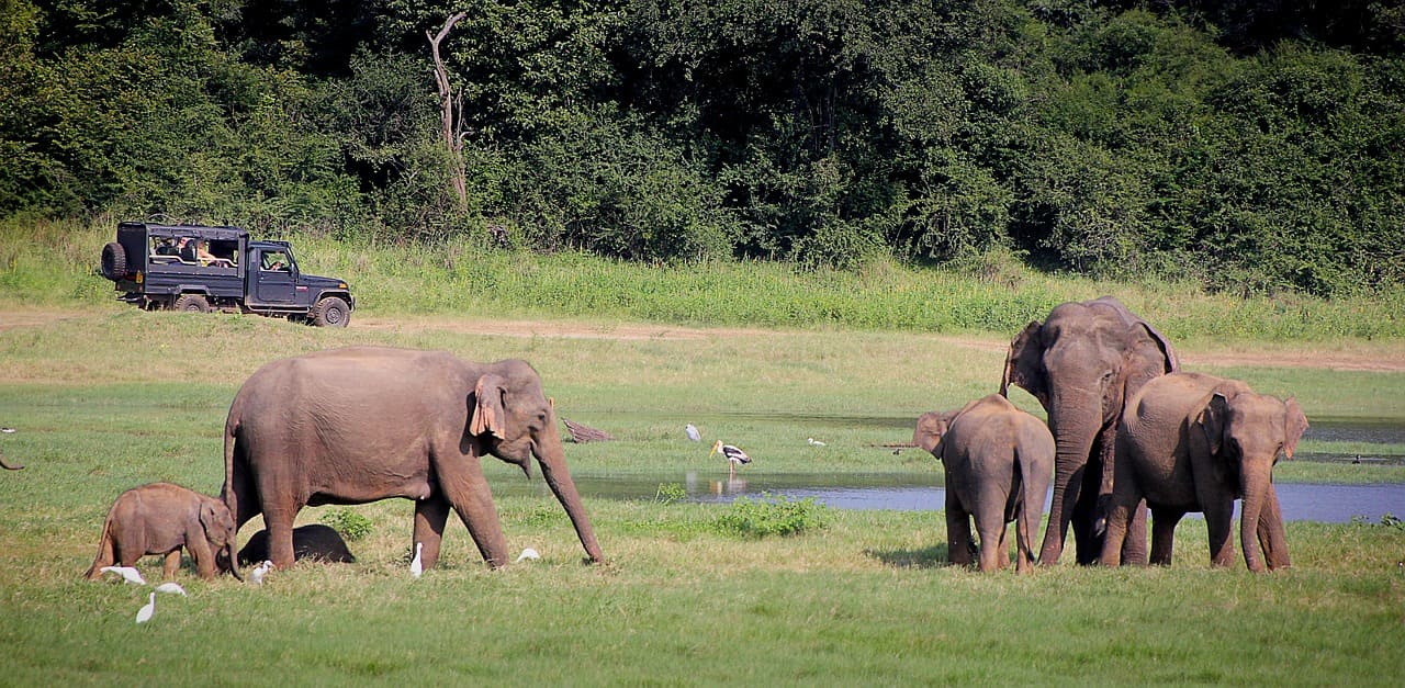 éléphants udawalawe sri lanka (1)