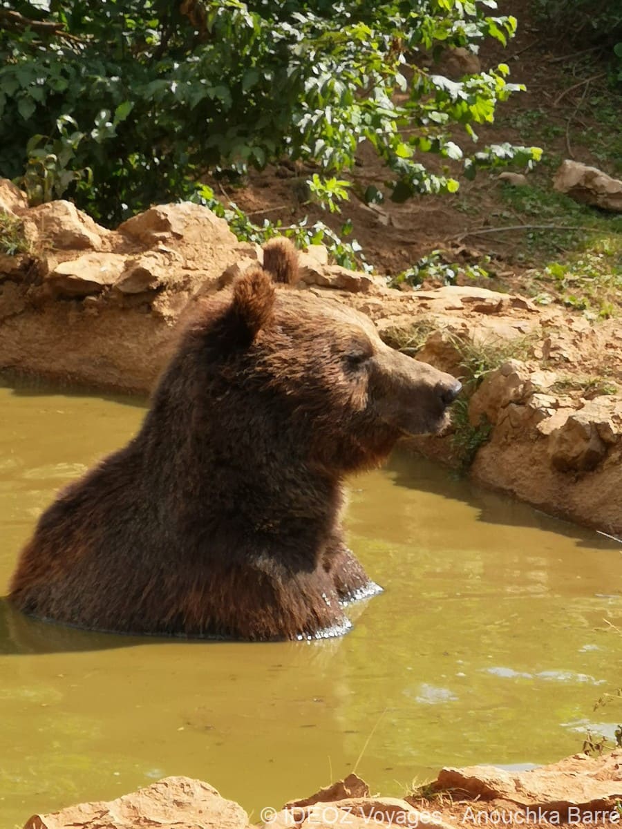 kuterevo ours se baignant (1)