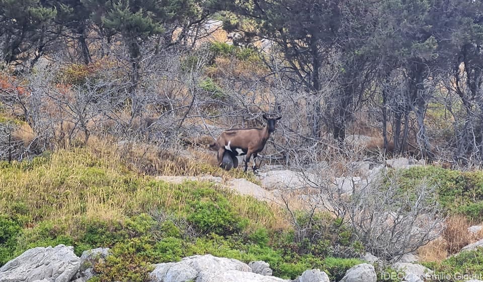 chevre sur l'ile vrgada (1)