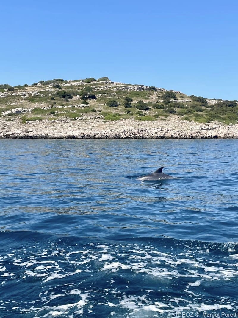 dauphins avec david à pakostane (1)