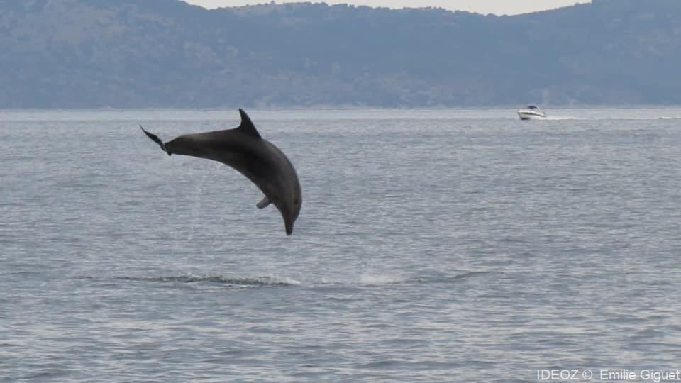 dauphins dans archipel de pakostane (2)