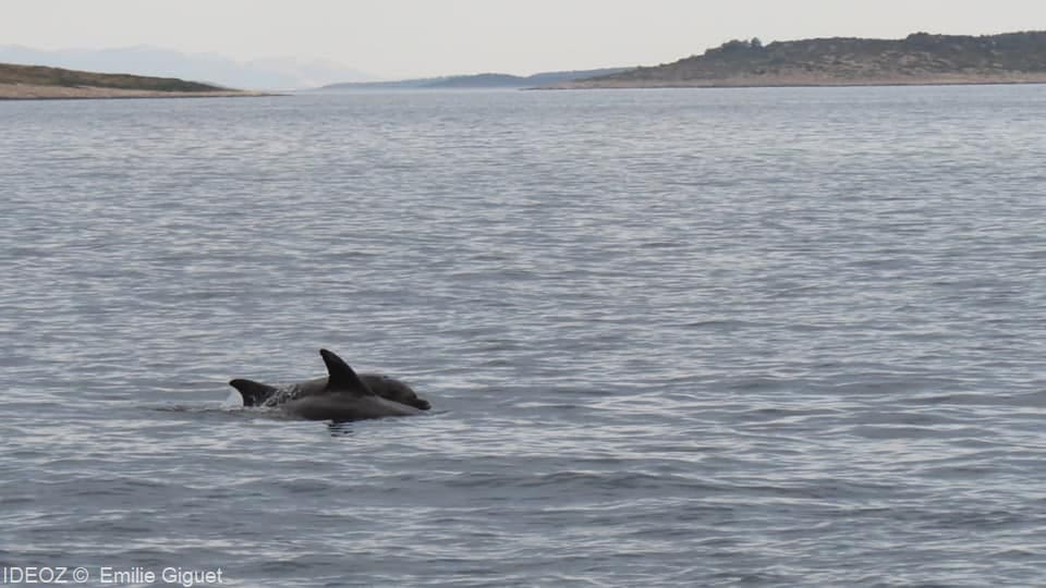 dauphins dans archipel pakostane (1)