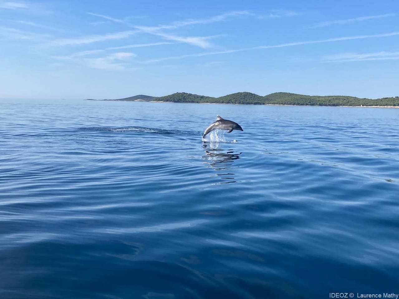 dauphins en croatie pakostane (1)