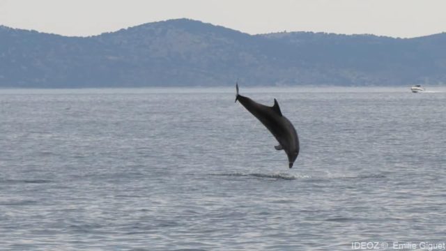 dauphins en croatie pakostane (2)
