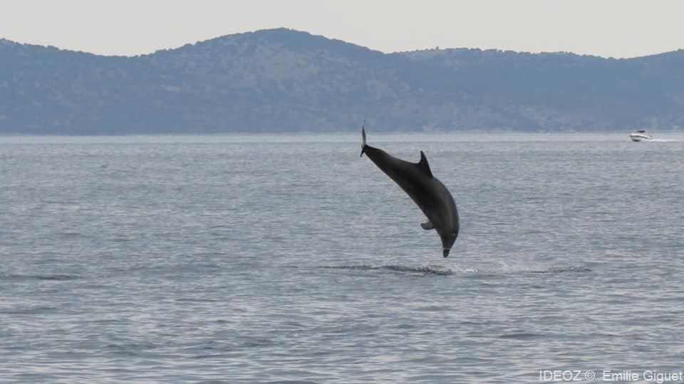 dauphins en croatie pakostane (2)
