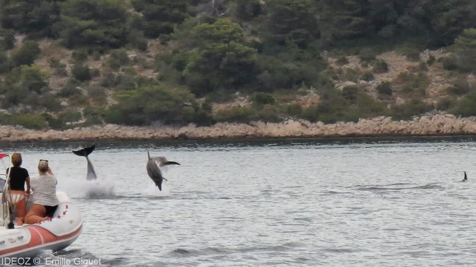 dauphins en train de sauter archipel pakostane (1)