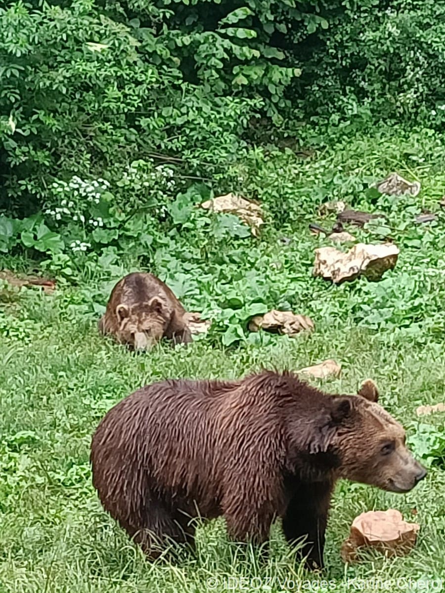 deux ours au refuge kuterevo (1)