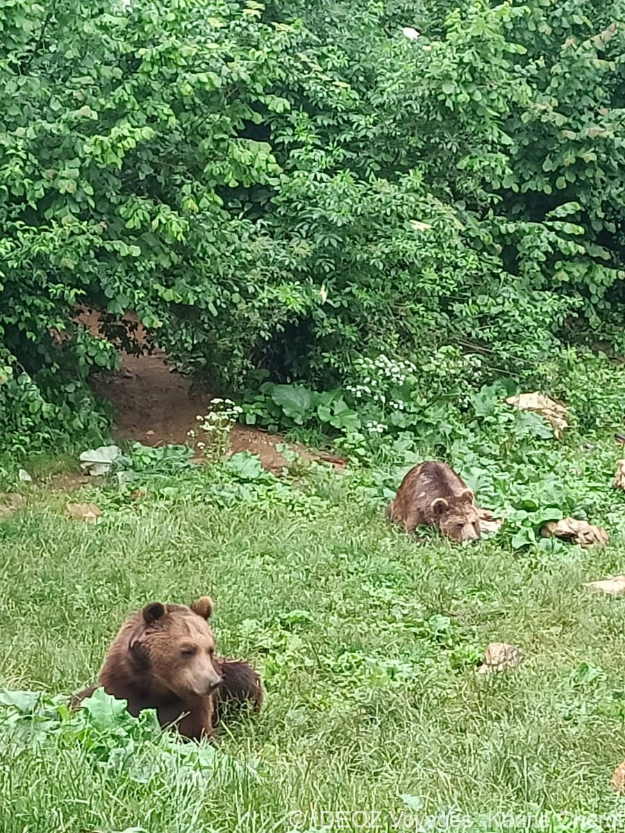 ours bruns croatie (1)