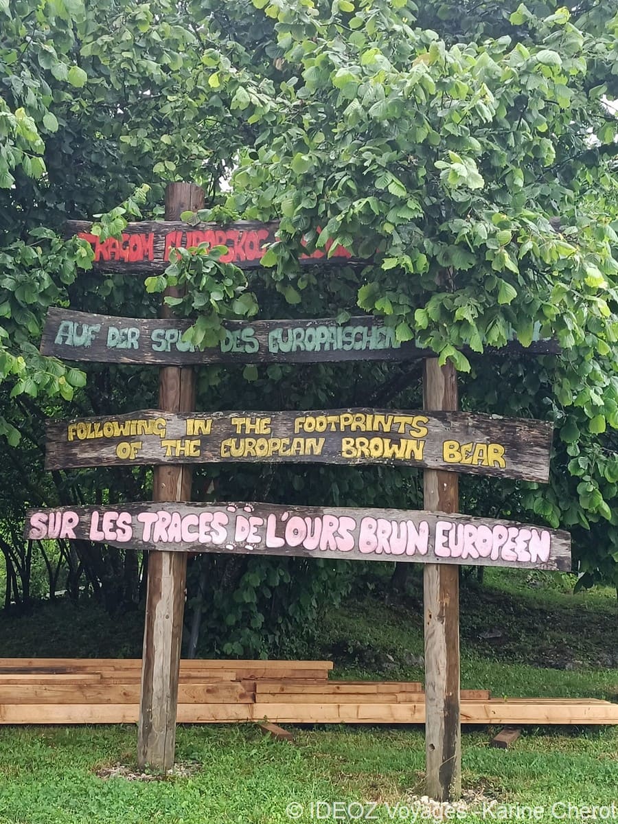 sur les traces de l'ours brun en croatie (1)