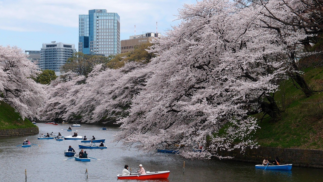 balade en bateau en amoureux à tokyo lors de la période des cerisiers en fleurs