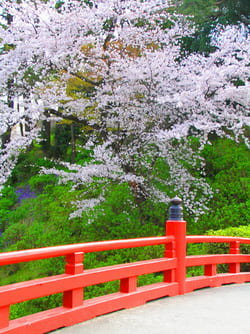 cerisiers en fleurs hanami tokyo