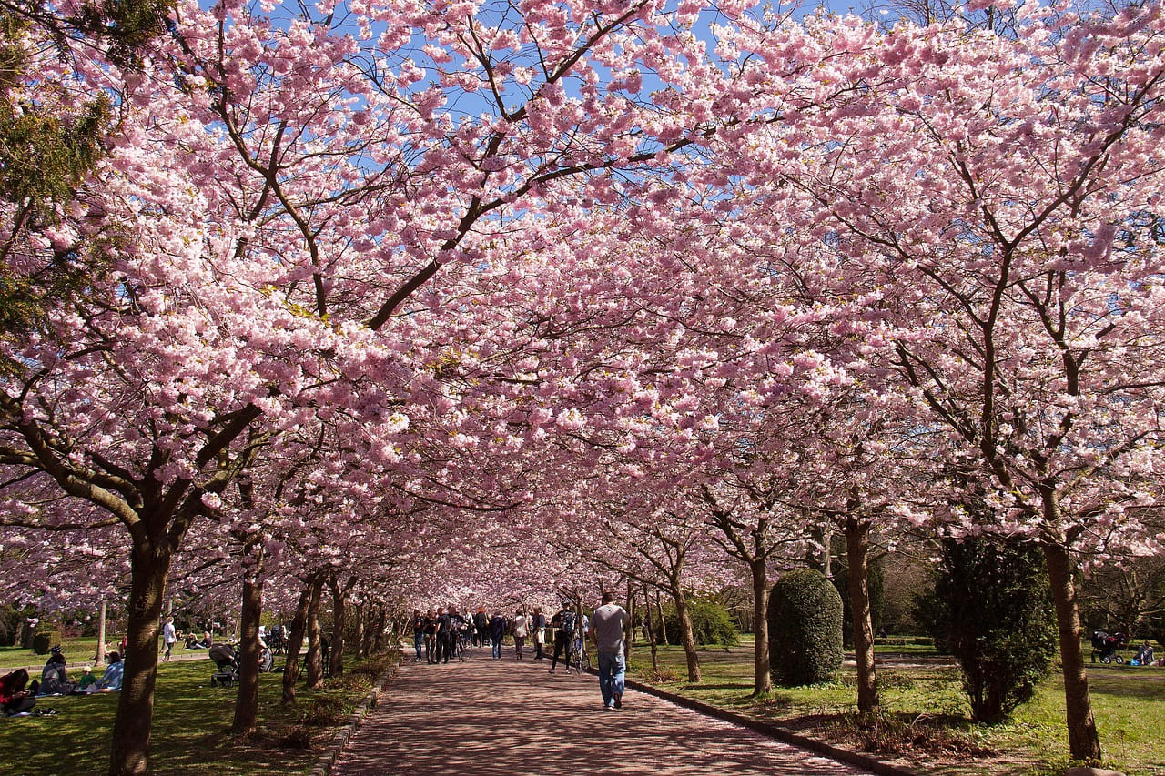 cerisiers en fleurs tokyo (1)