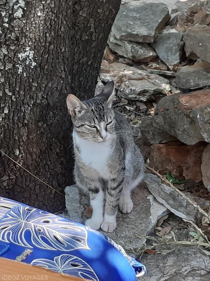 chat à la ferme konoba humac