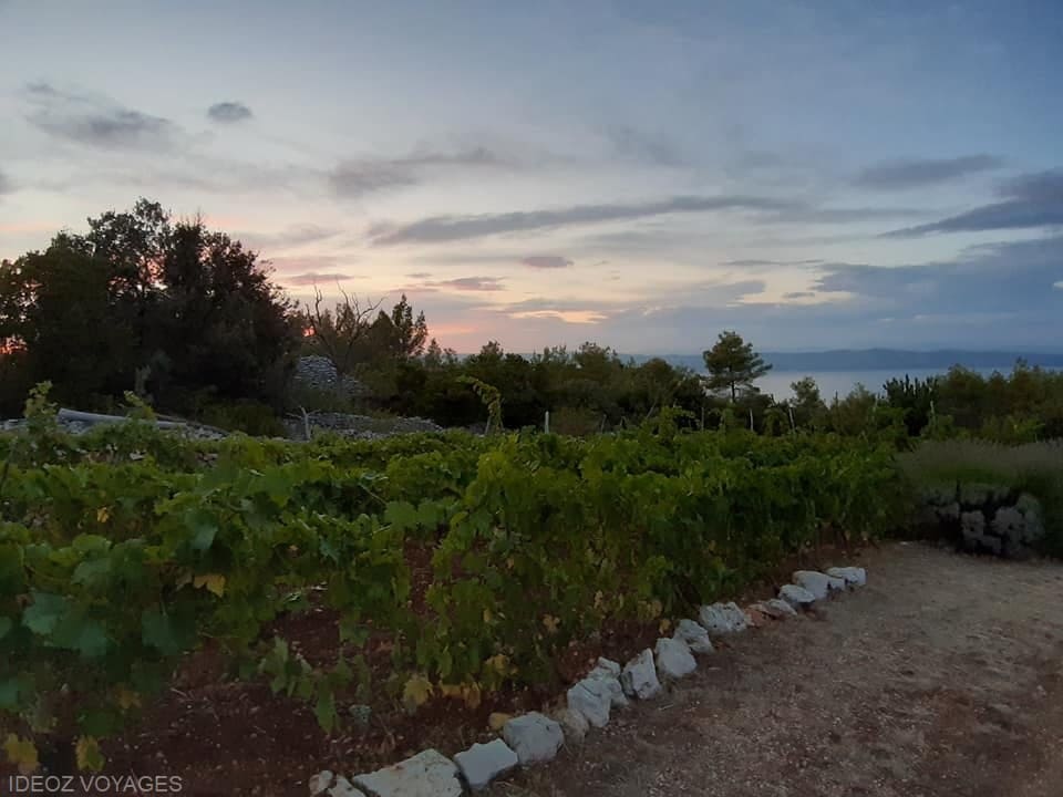 hvar vignes konoba humac