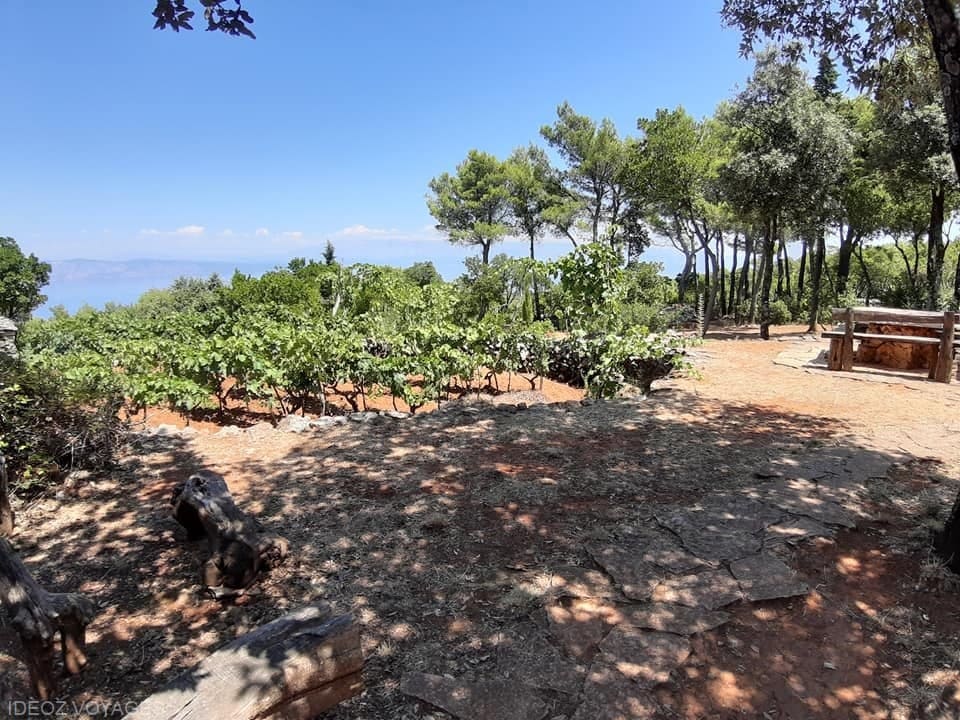 repas au milieu des vignes dans la konoba humac