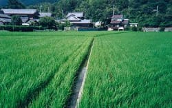 seimei riz sake (1)