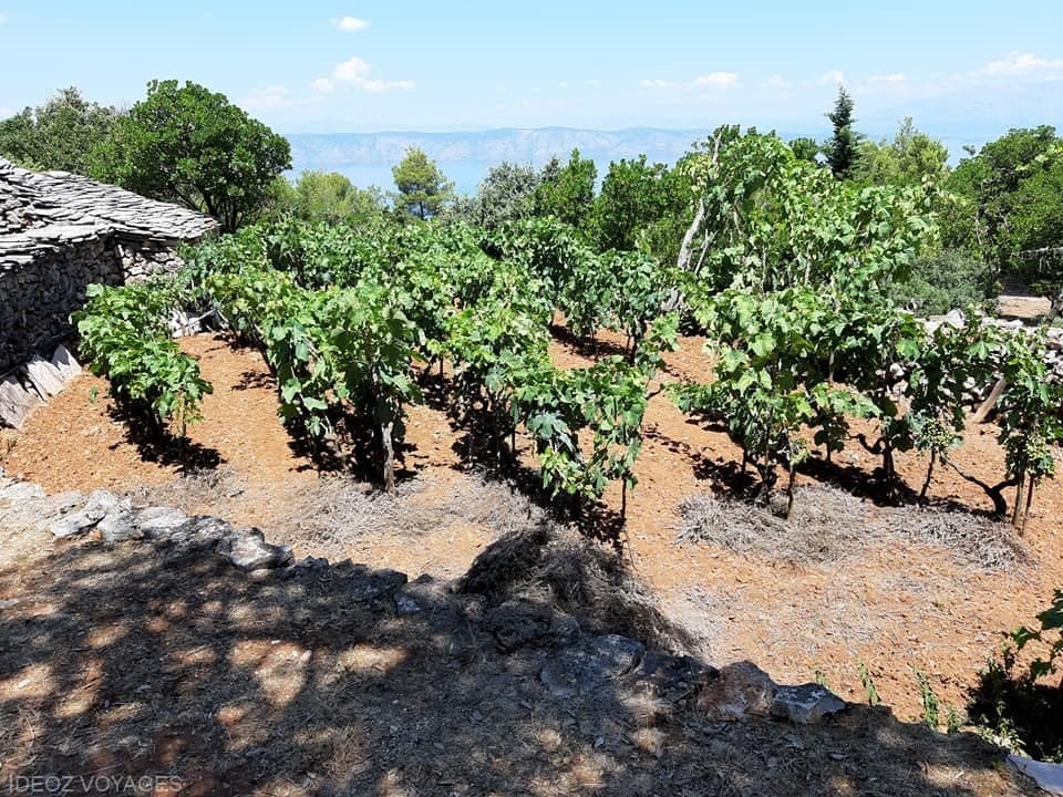 vignes konoba humac
