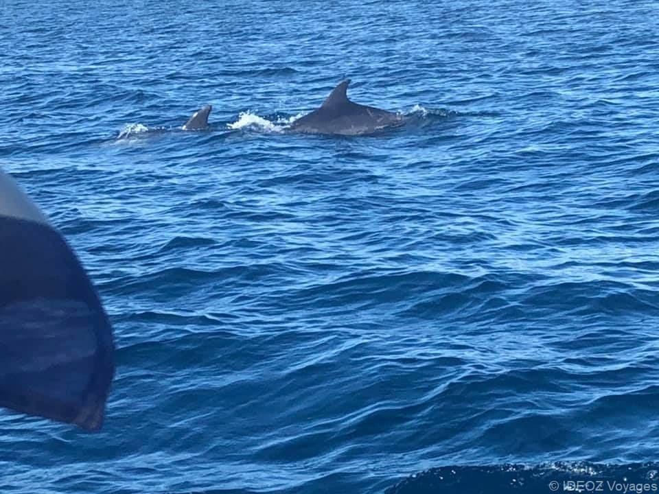 ailerons des dauphins en dalmatie (1)