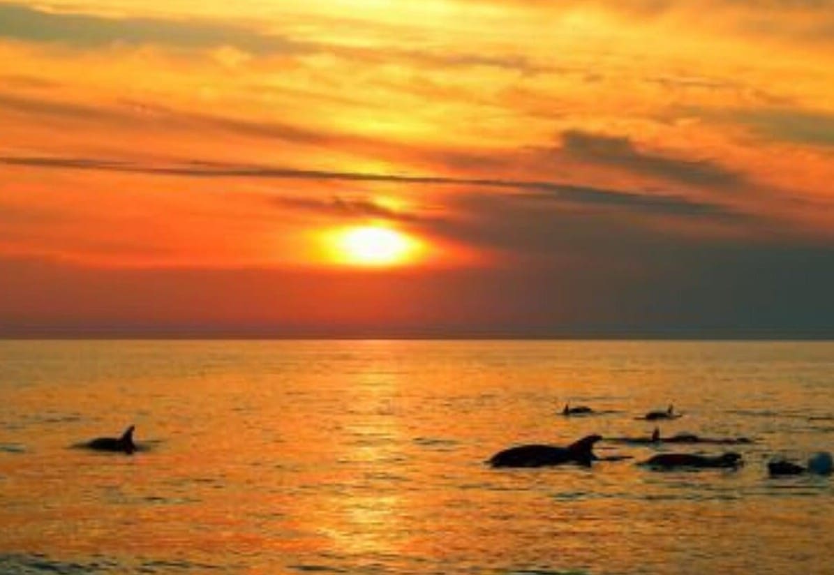dauphins au coucher du soleil pres de medulin (1)