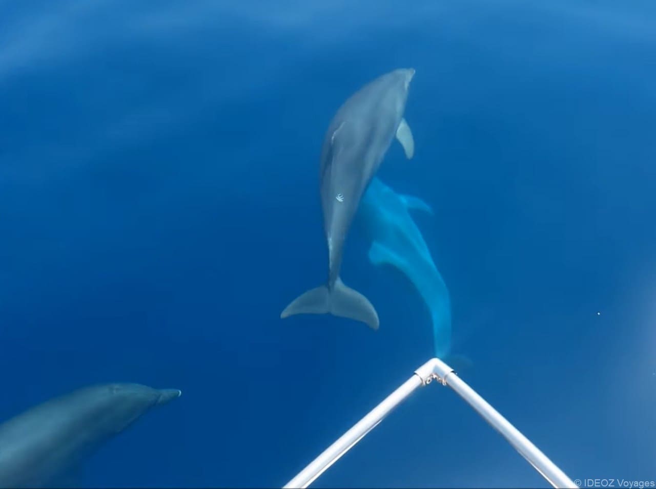 dauphins dans l'archipel de pakostane (1)