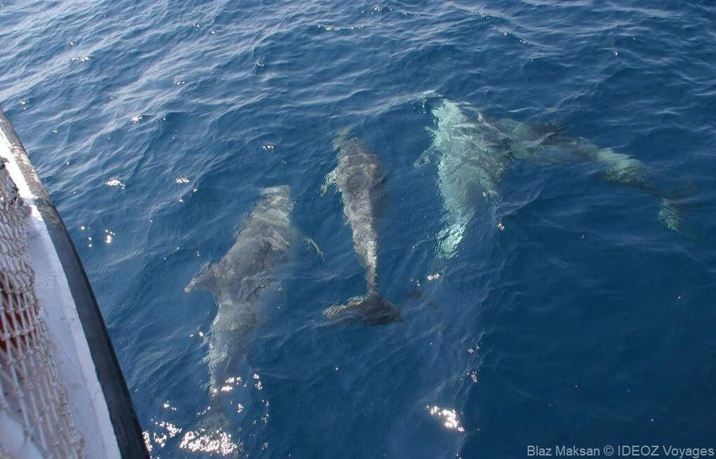 dauphins en croatie pakostane (1)