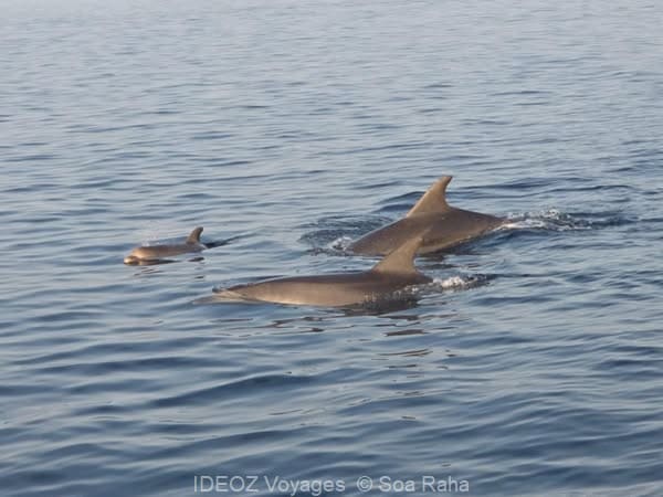 dauphins près de pakostane en croatie