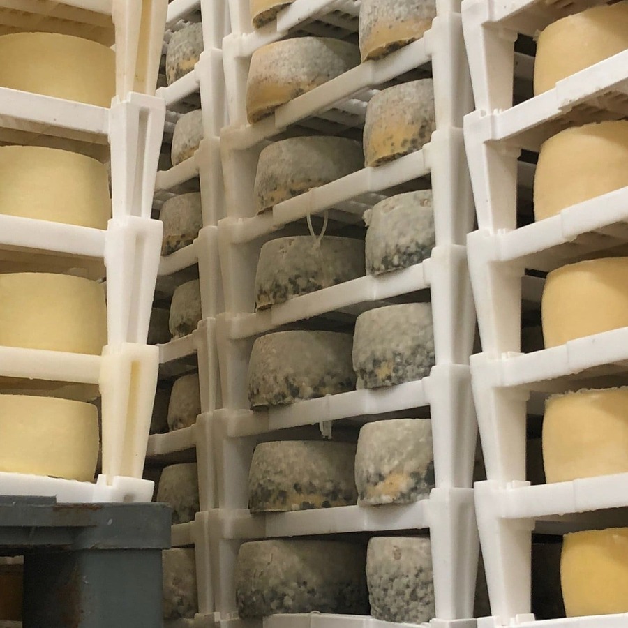 fromagerie gligora pag salle d'affinage