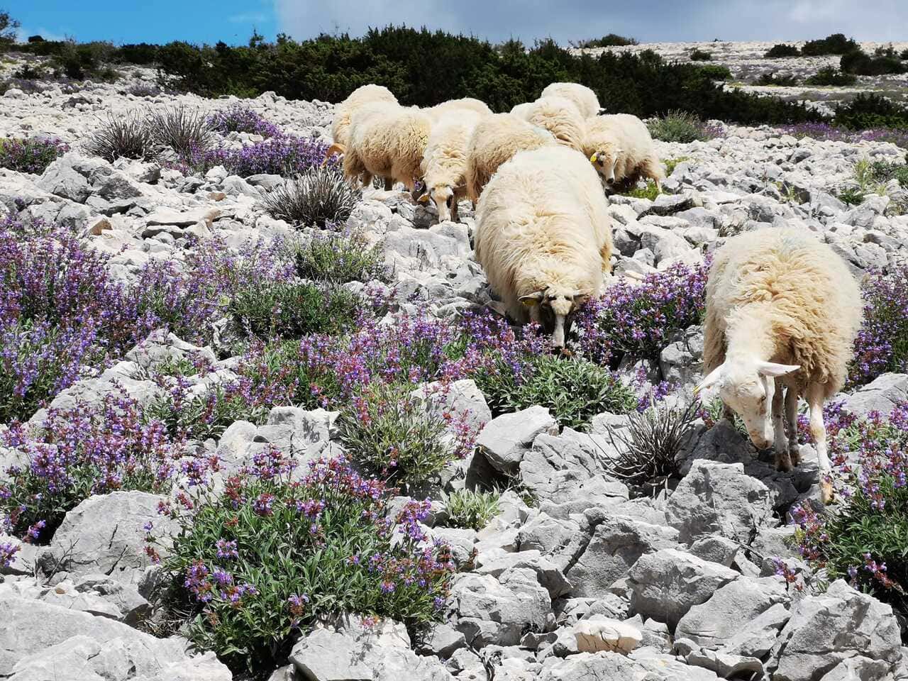 ile de pag opg fabijanic moutons et brebis en train de paitre