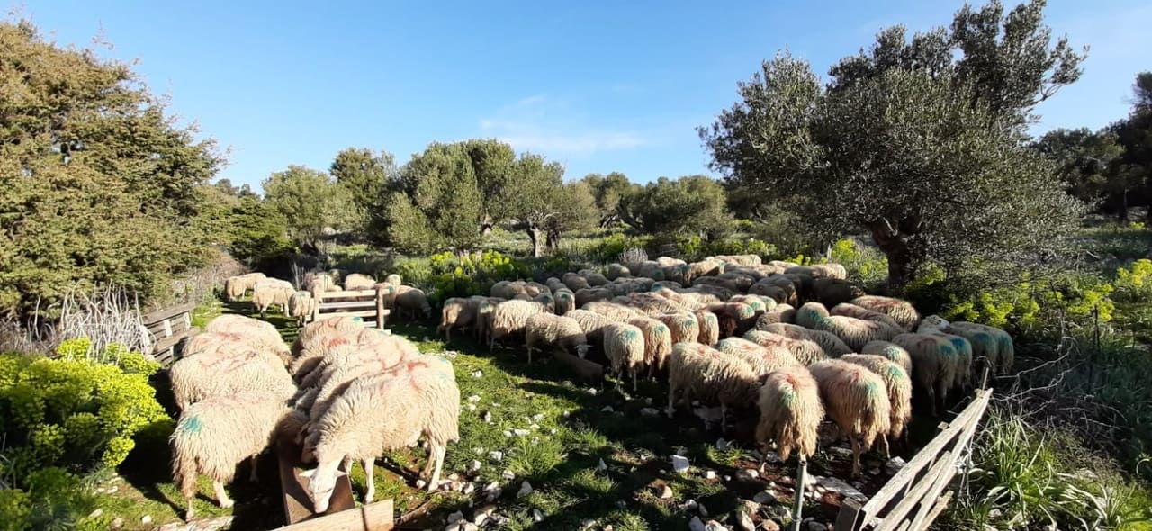 moutons de l'ile de pag croatie (1) (1)