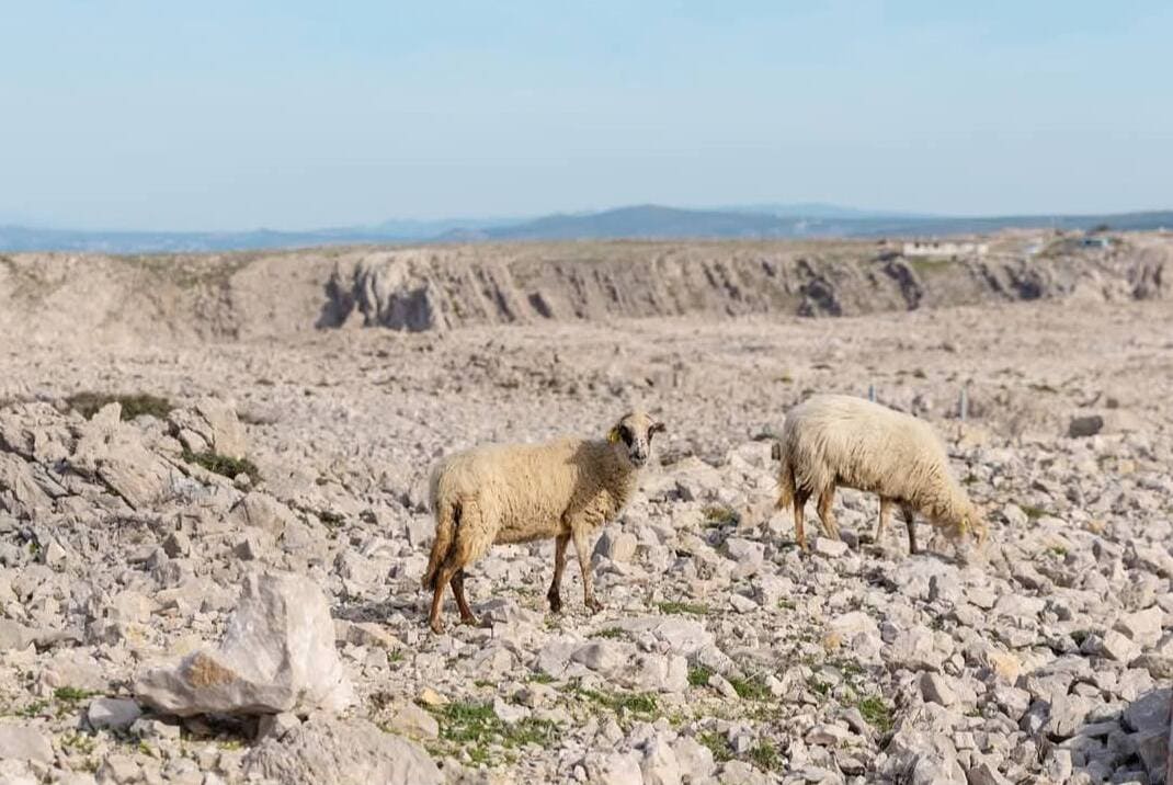 moutons et brebis sur l'ile de pag