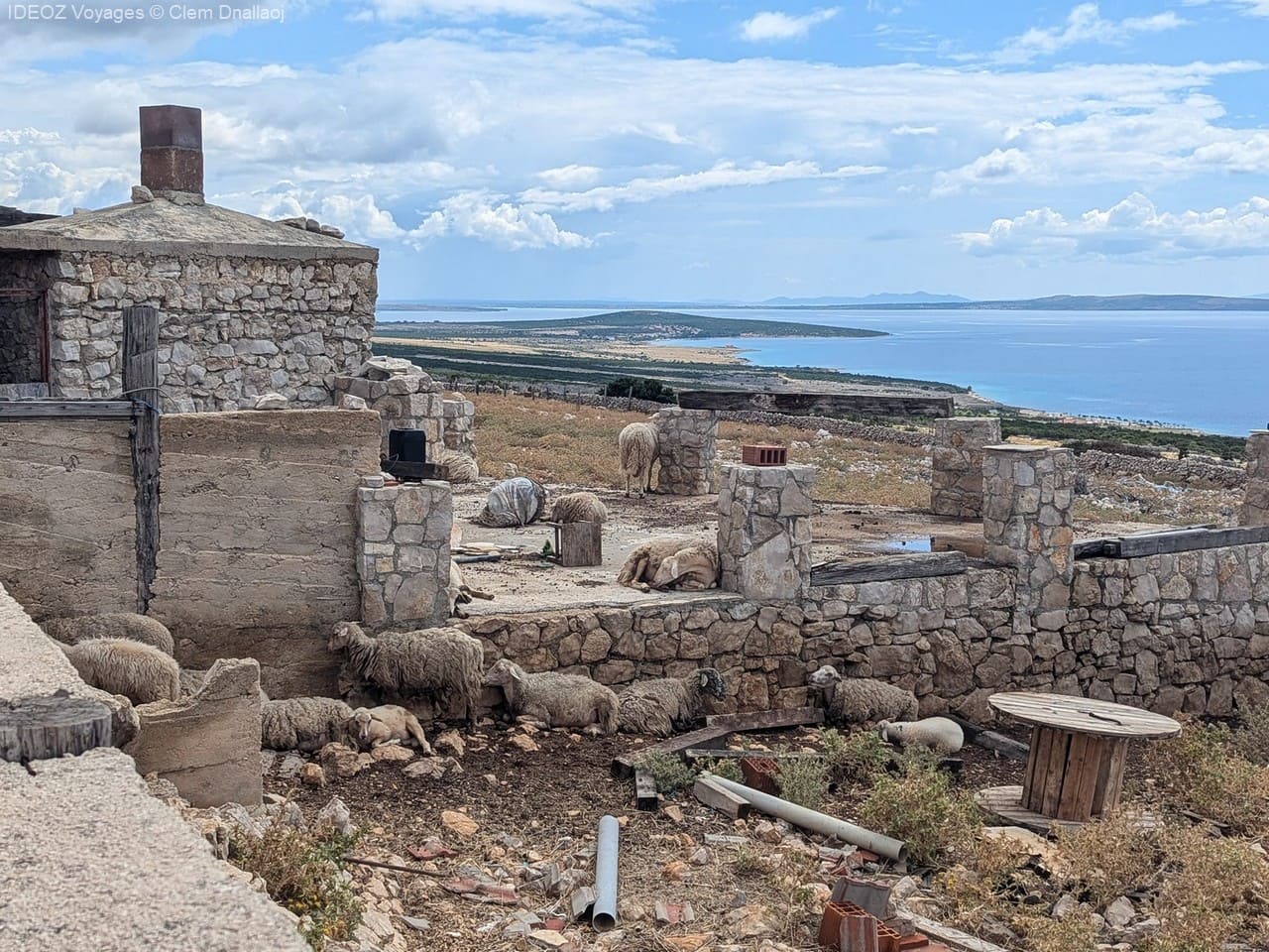 moutons sur l'île de pag