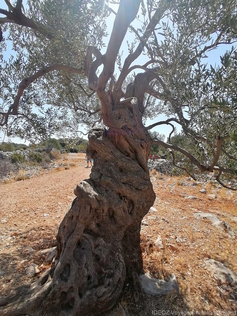 pag lun parc oliviers vieux de plusieurs siècles (1)