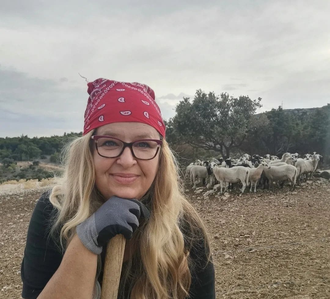 pag opg fabijanic élevage des moutons et brebis (1)