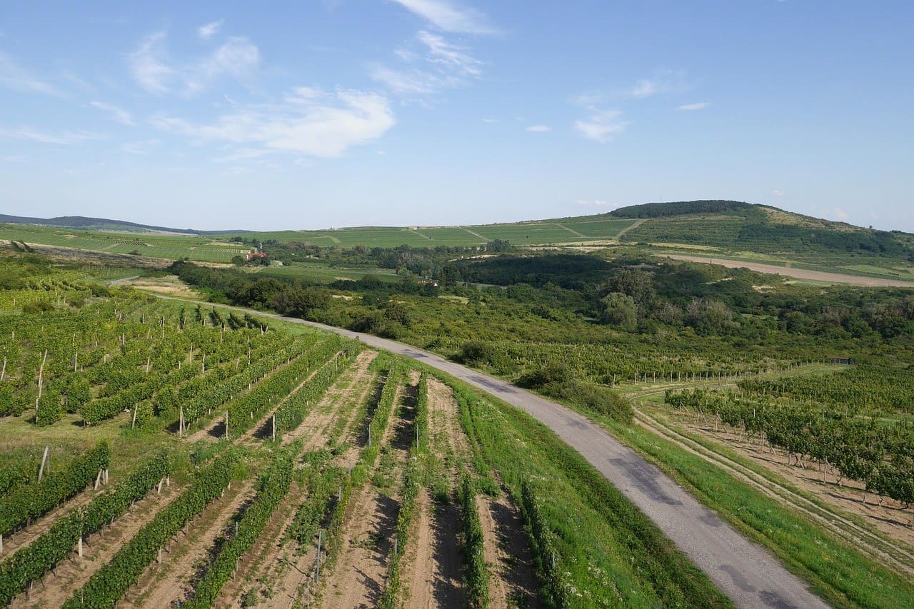 tokaji aszu région viticole de hongrie (1)