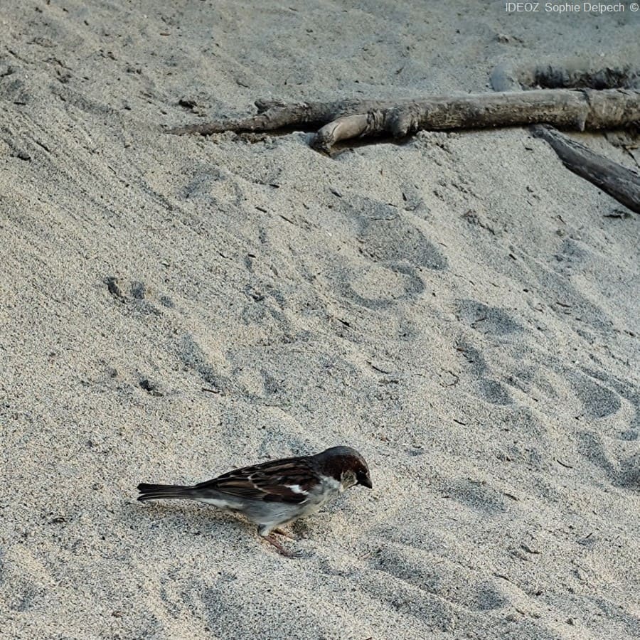 oiseau sur la rive bezorgues (1)