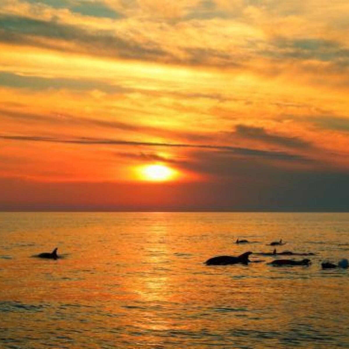 dauphins excursions jelina medulin