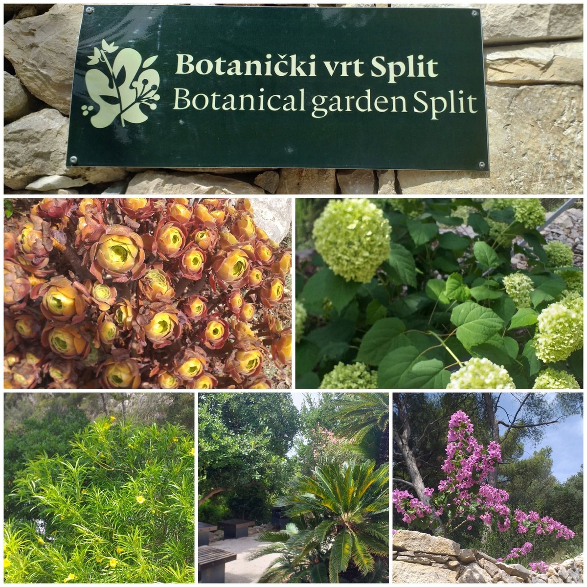 jardin botanique parc marjan split (1)