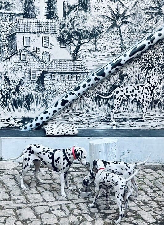 motifs hommages aux dalmatiens musée du chien sibenik
