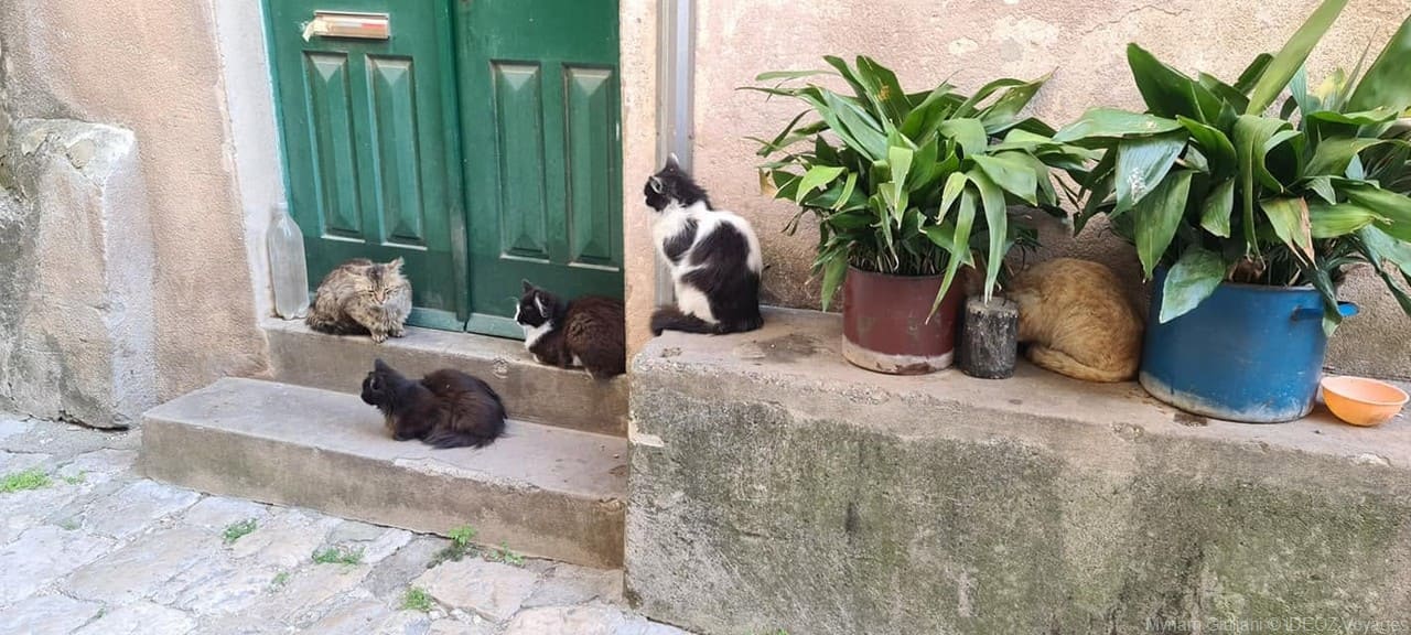 chats dans une rue de ston