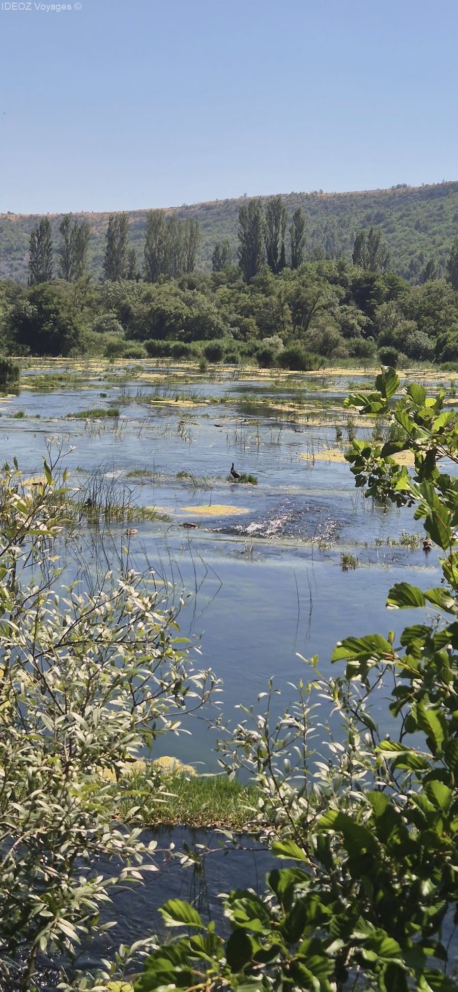 Un oiseau dans les eaux peu profondes de la Krka, parmi les herbes et les îlots végétalisés