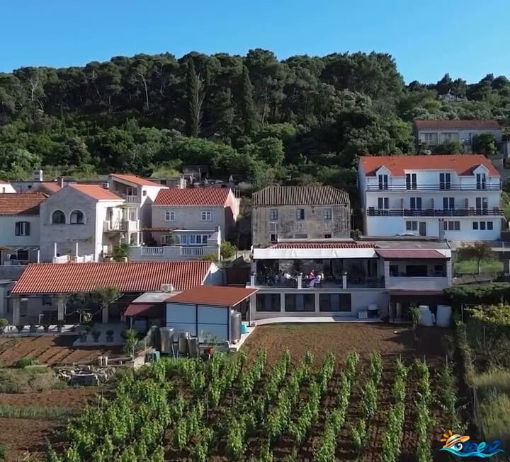 Vignobles de Lumbarda entre le village et la mer sur l'île de Korčula