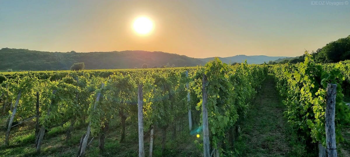 Vignes de Vrbnička žlahtina près de Vrbnik sur l’île de Krk.