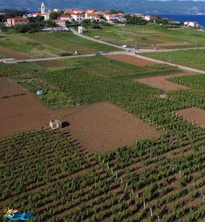 Vue aérienne des vignobles de Lumbarda sur l'île de Korčula