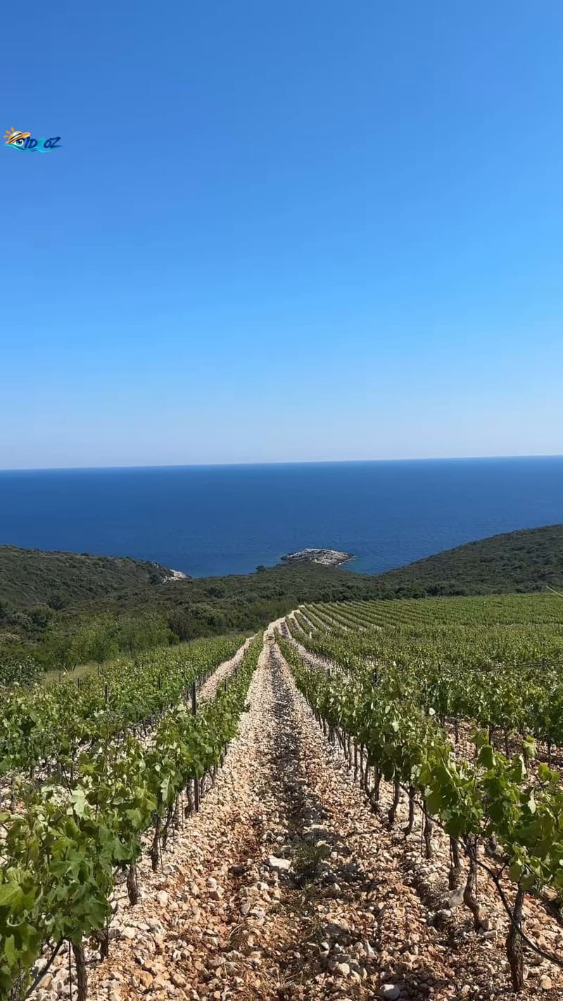 Vignobles de Korčula dominant la mer Adriatique