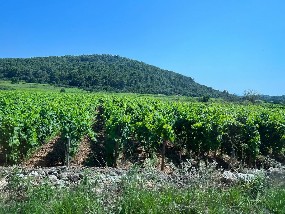 vignobles korcula