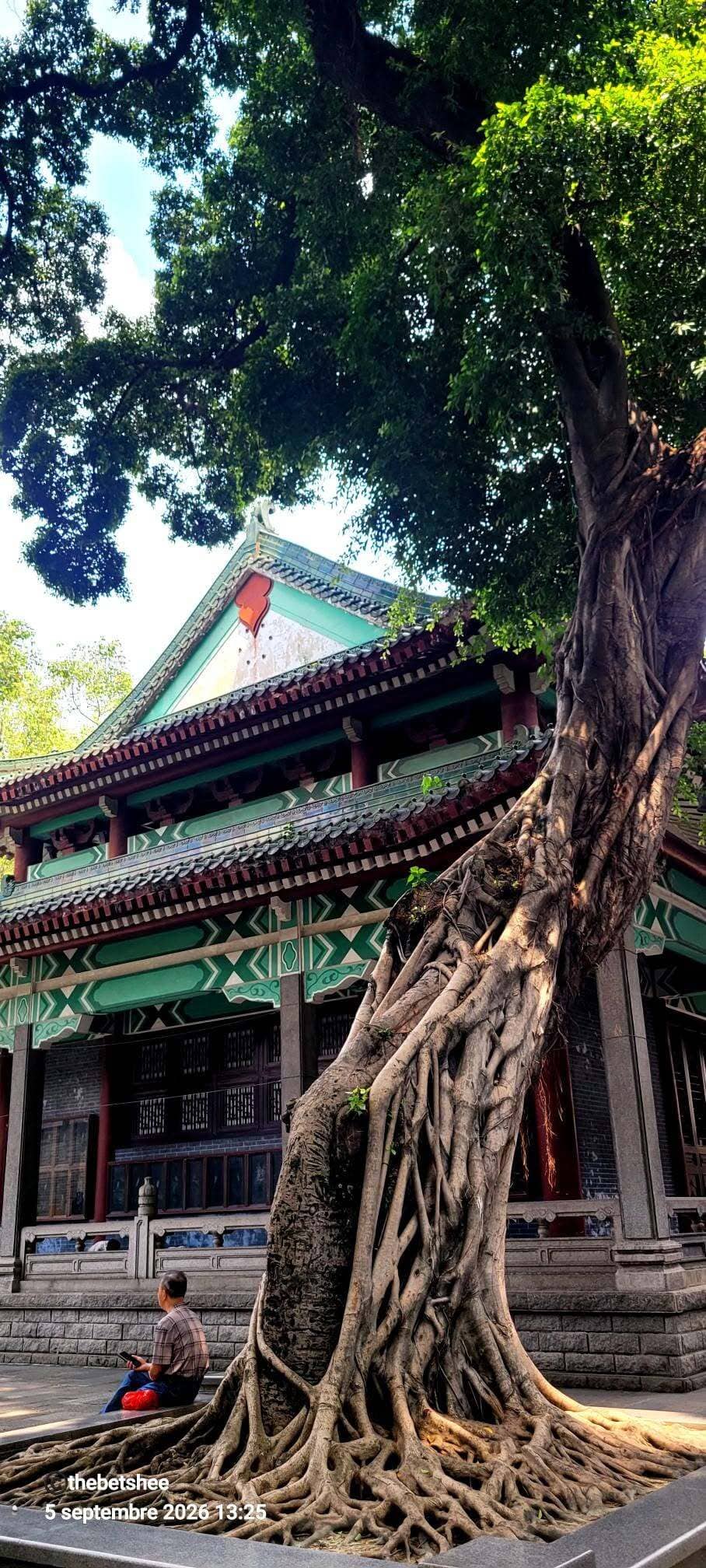 Banyan ancien et temple à Guangzhou en Chine