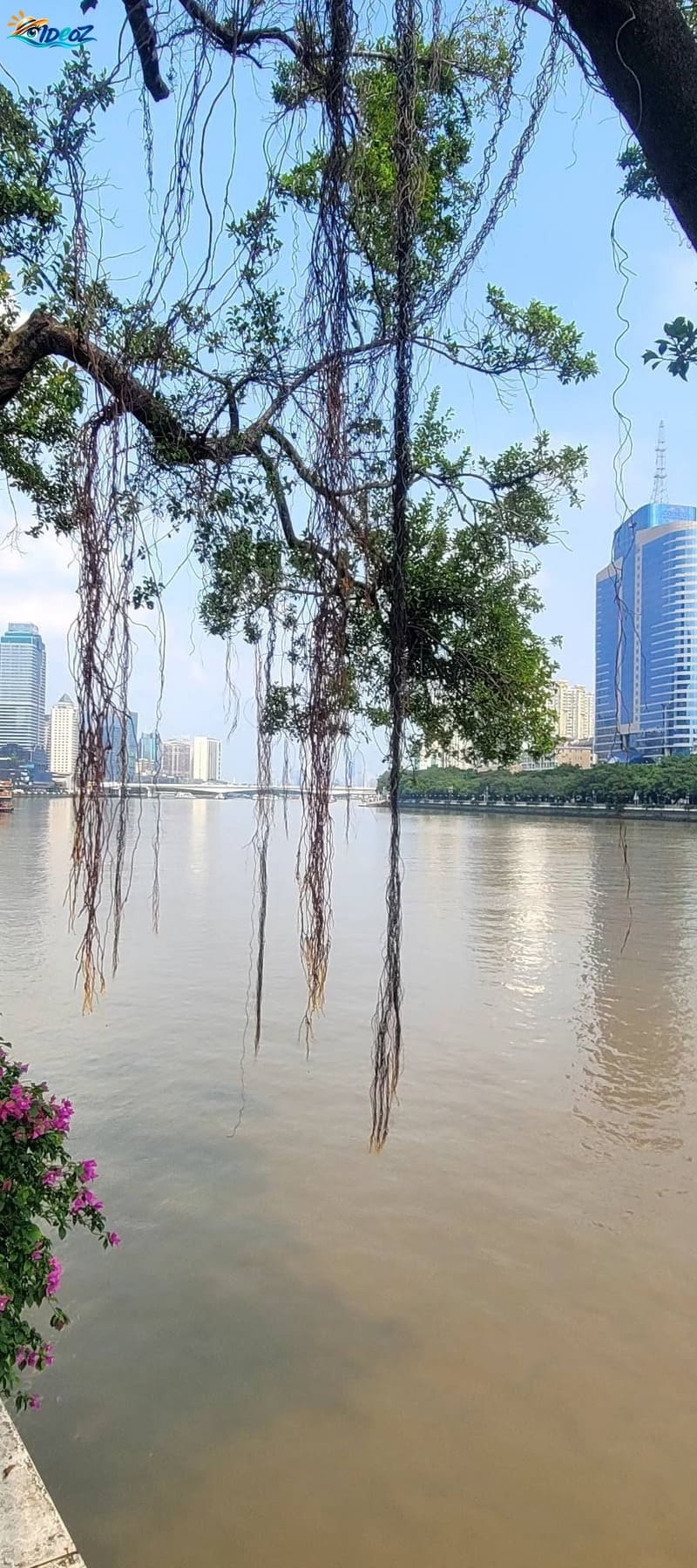Racines aériennes d'un banyan au bord de la rivière des Perles à Guangzhou